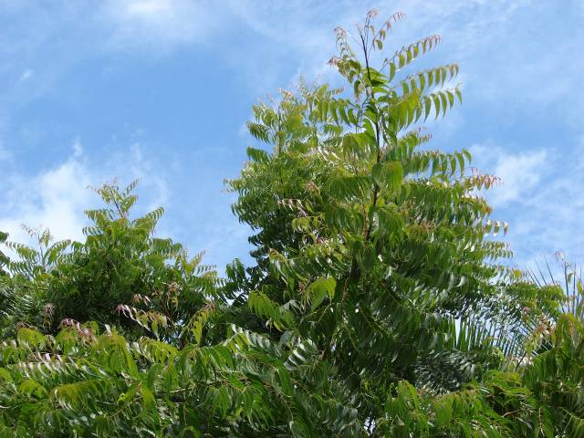 عکس چریش Azarirachta indica 5